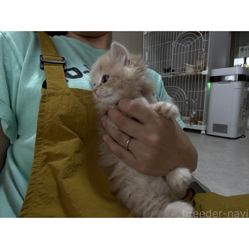 販売中の広島県のミヌエット-128353の4枚目