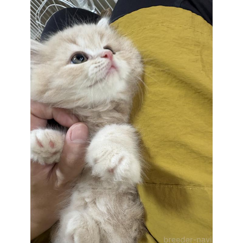 販売中の広島県のミヌエット-128353の2枚目