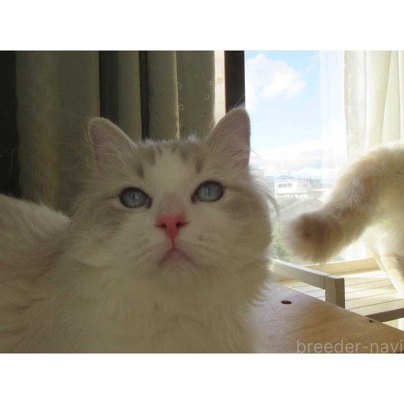 販売中の大分県のラグドール-130011の8枚目