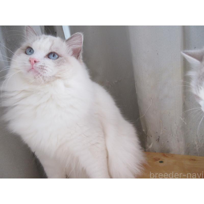 販売中の大分県のラグドール-114889の4枚目