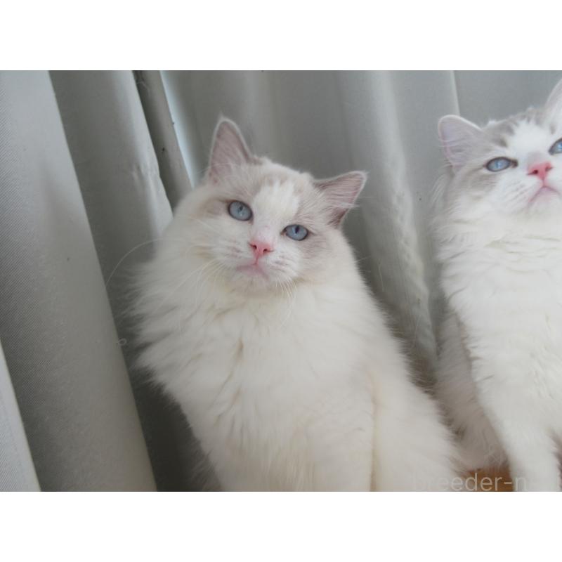 販売中の大分県のラグドール-114889の3枚目