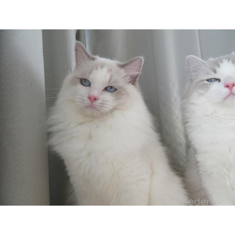 販売中の大分県のラグドール-114889の2枚目