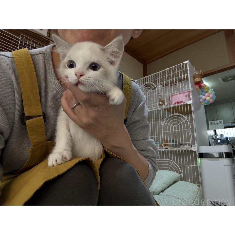 販売中の広島県のラグドール-130930の12枚目