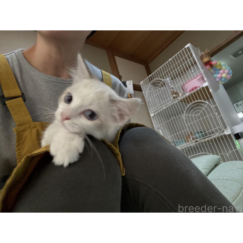 販売中の広島県のラグドール-130930の10枚目