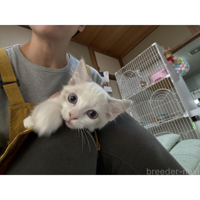 販売中の広島県のラグドール-130930の9枚目