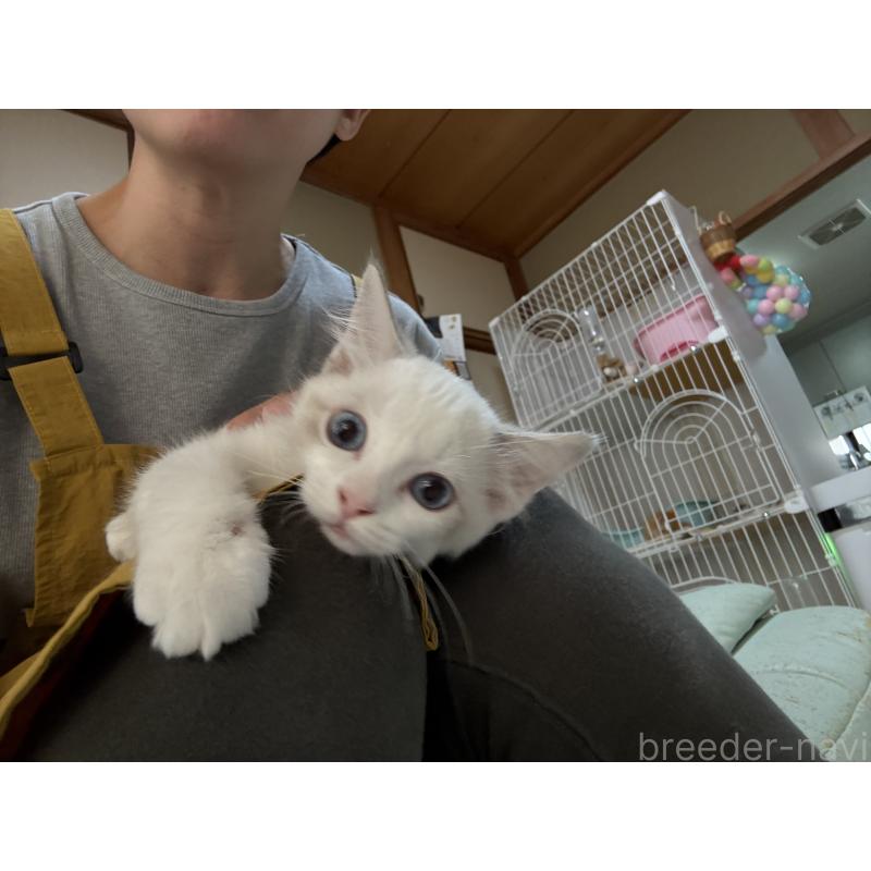 販売中の広島県のラグドール-130930の8枚目