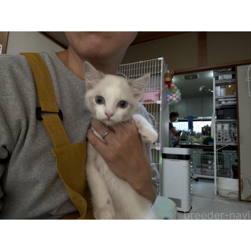 販売中の広島県のラグドール-130930の7枚目