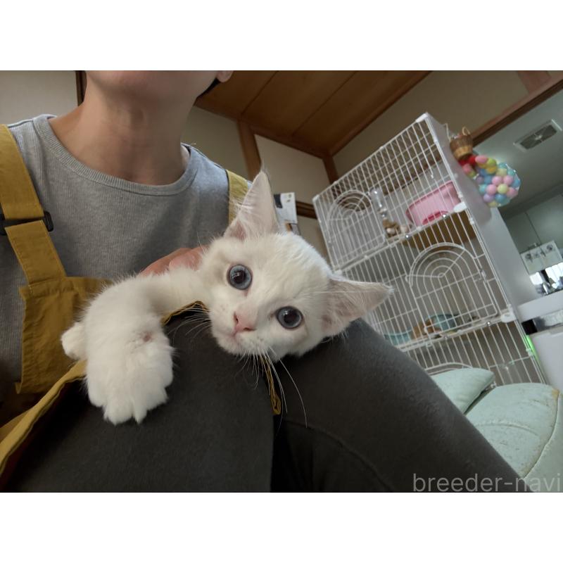 販売中の広島県のラグドール-130930の6枚目