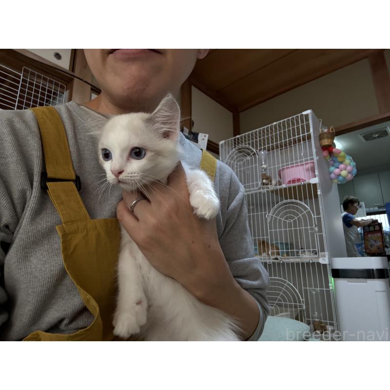 販売中の広島県のラグドール-130930の5枚目