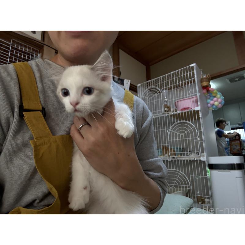 販売中の広島県のラグドール-130930の4枚目