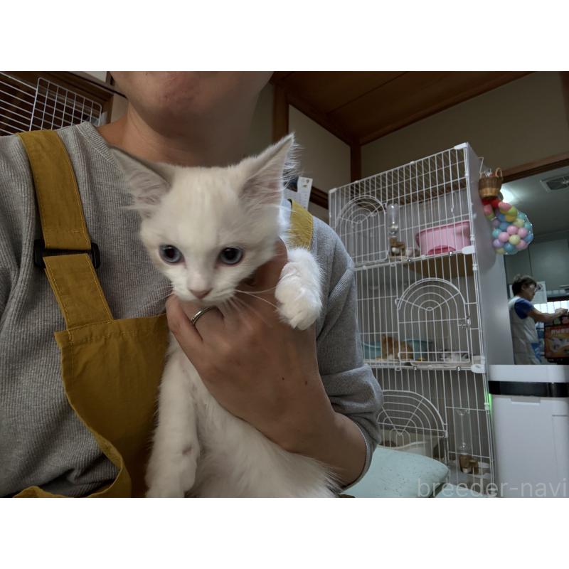 販売中の広島県のラグドール-130930の3枚目