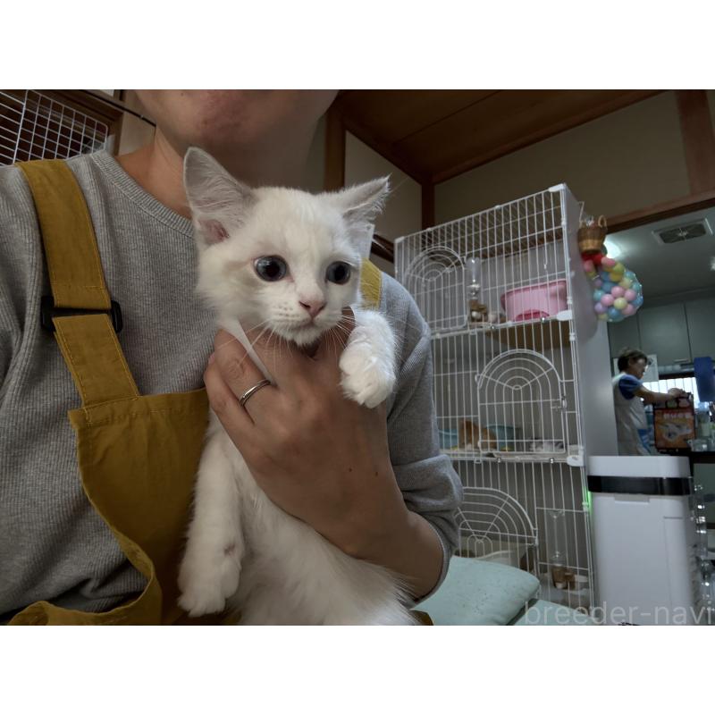 販売中の広島県のラグドール-130930の2枚目