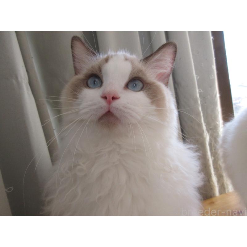 販売中の大分県のラグドール-121137の2枚目