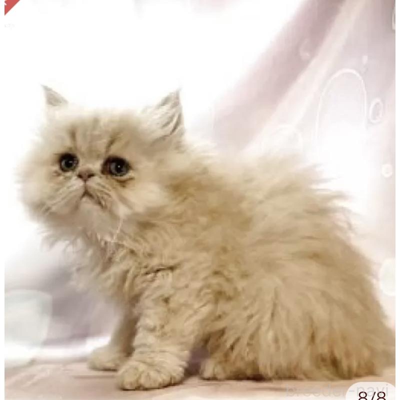 販売中の愛知県のペルシャ(チンチラ)-130933の7枚目