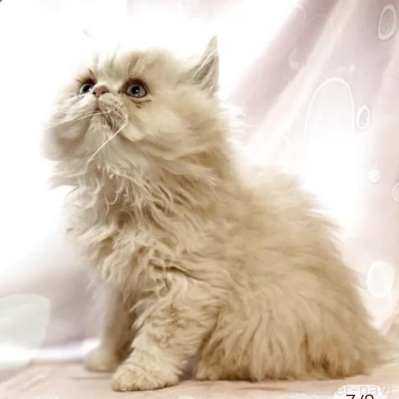 販売中の愛知県のペルシャ(チンチラ)-130933の6枚目