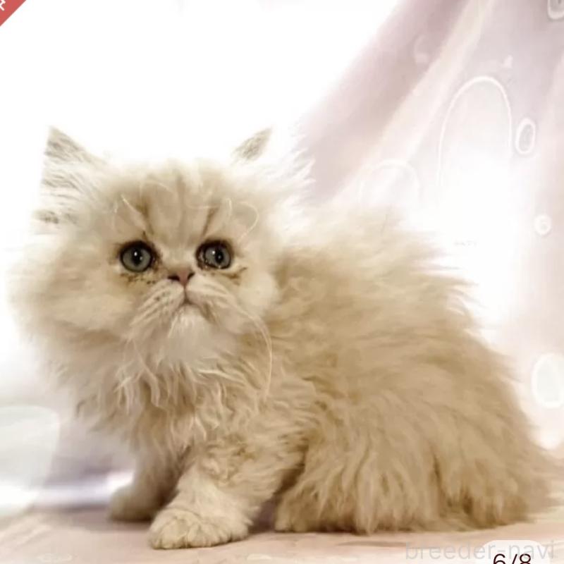 販売中の愛知県のペルシャ(チンチラ)-130933の5枚目