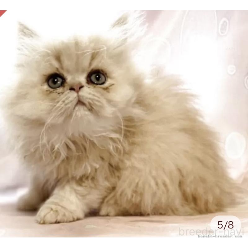 販売中の愛知県のペルシャ(チンチラ)-130933の4枚目