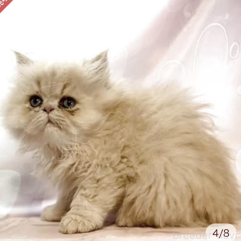 販売中の愛知県のペルシャ(チンチラ)-130933の3枚目