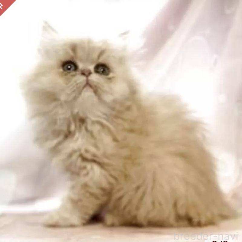 販売中の愛知県のペルシャ(チンチラ)-130933の2枚目