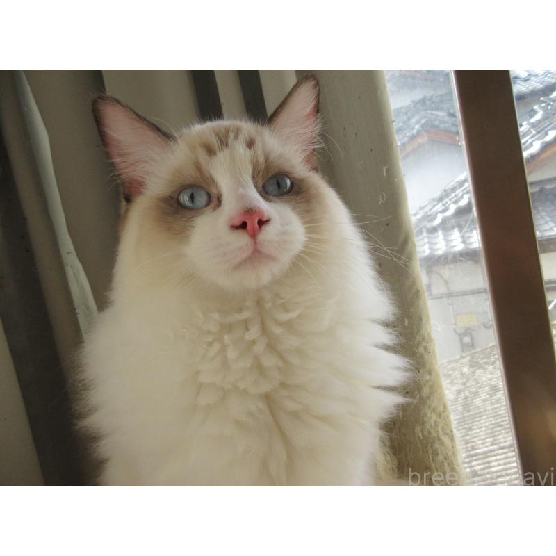 販売中の大分県のラグドール-121230の2枚目