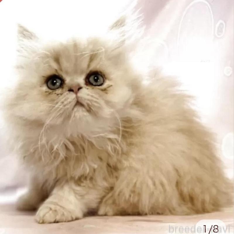 販売中の愛知県のペルシャ(チンチラ)-130933の1枚目