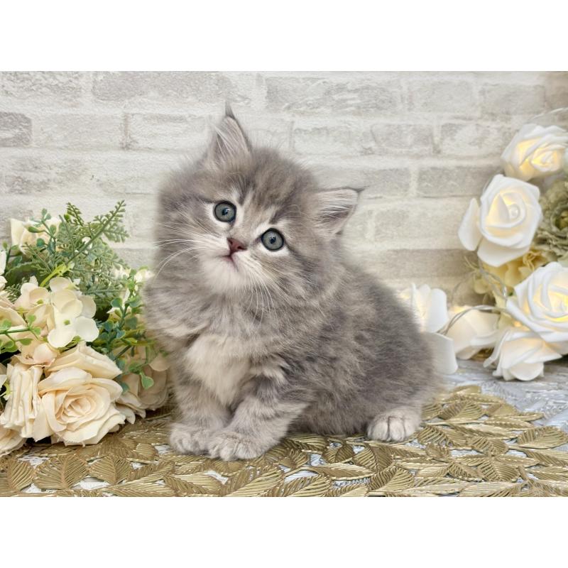 販売中の埼玉県のマンチカン-130931の6枚目