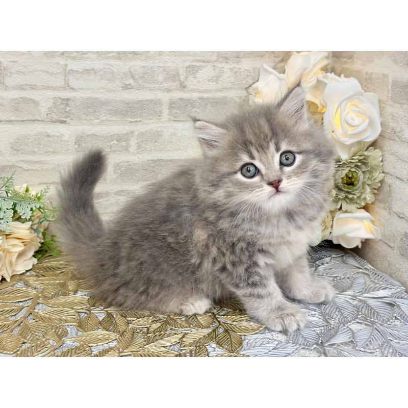 販売中の埼玉県のマンチカン-130931の5枚目