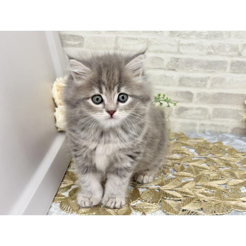 販売中の埼玉県のマンチカン-130931の4枚目