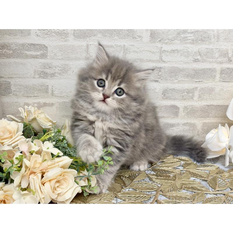 販売中の埼玉県のマンチカン-130931