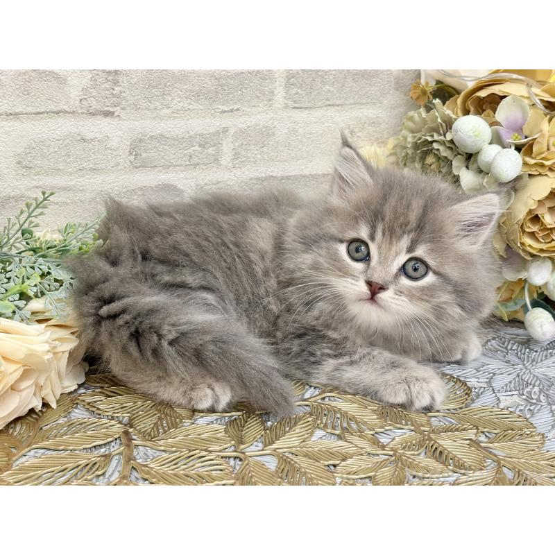 販売中の埼玉県のマンチカン-130931の2枚目