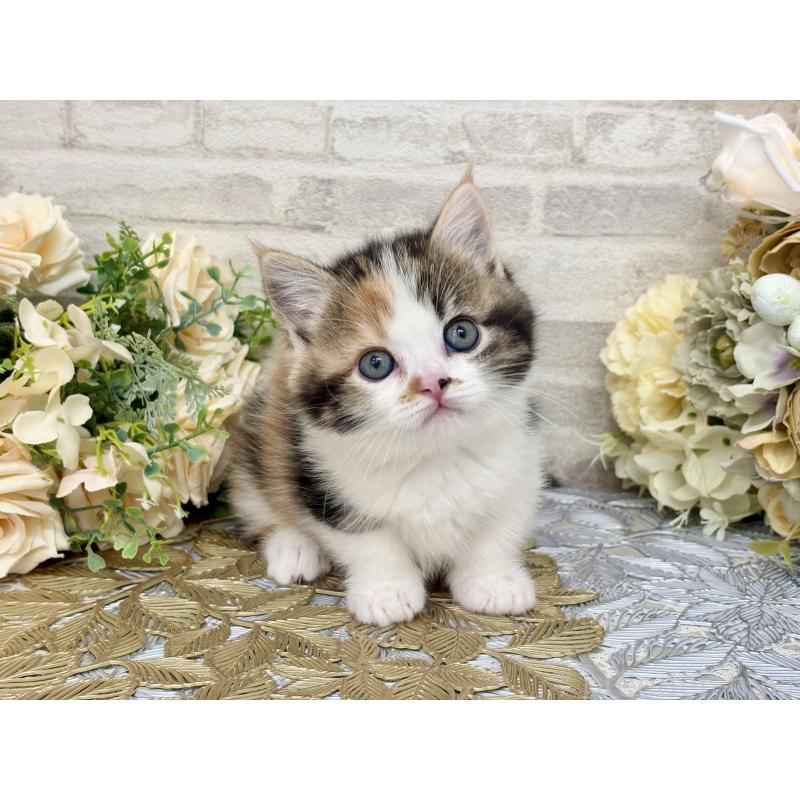 販売中の埼玉県のマンチカン(短足)-130932の6枚目