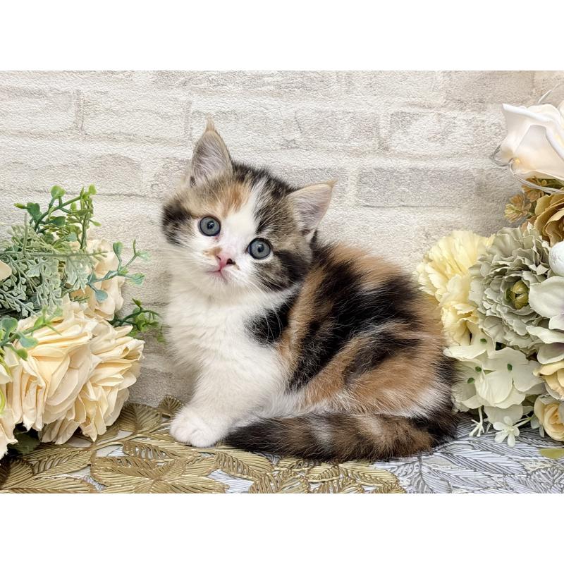 販売中の埼玉県のマンチカン(短足)-130932の1枚目