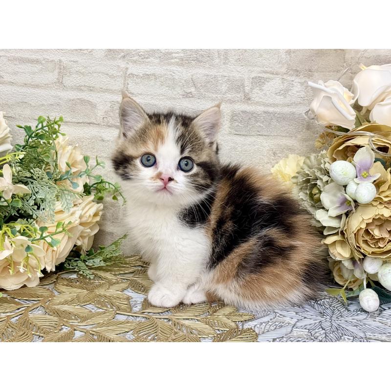 販売中の埼玉県のマンチカン(短足)-130932の5枚目