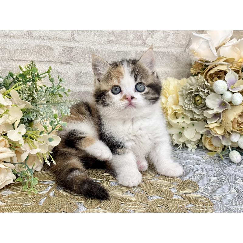 販売中の埼玉県のマンチカン(短足)-130932の4枚目