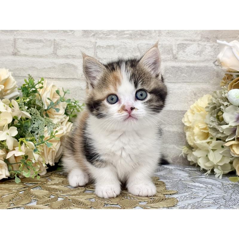 販売中の埼玉県のマンチカン(短足)-130932の3枚目