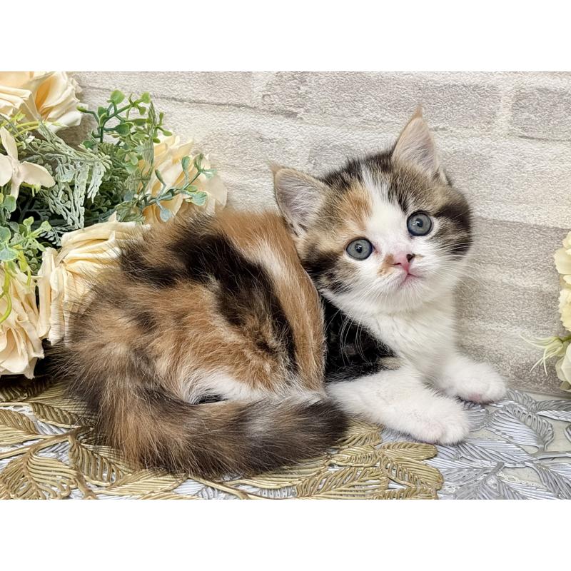 販売中の埼玉県のマンチカン(短足)-130932の2枚目