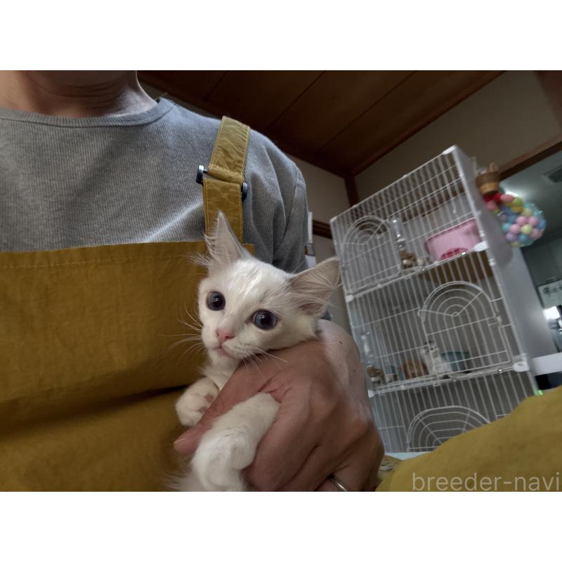 販売中の広島県のラグドール-130934の13枚目