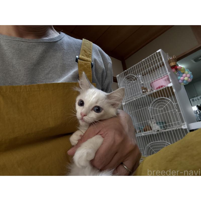 販売中の広島県のラグドール-130934の12枚目