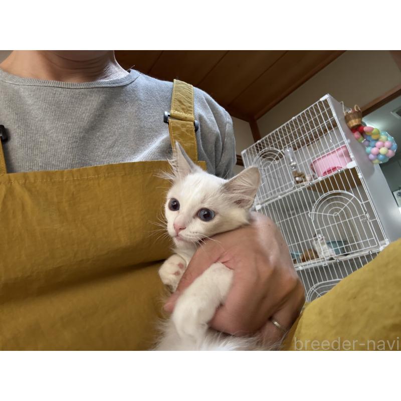 販売中の広島県のラグドール-130934の11枚目