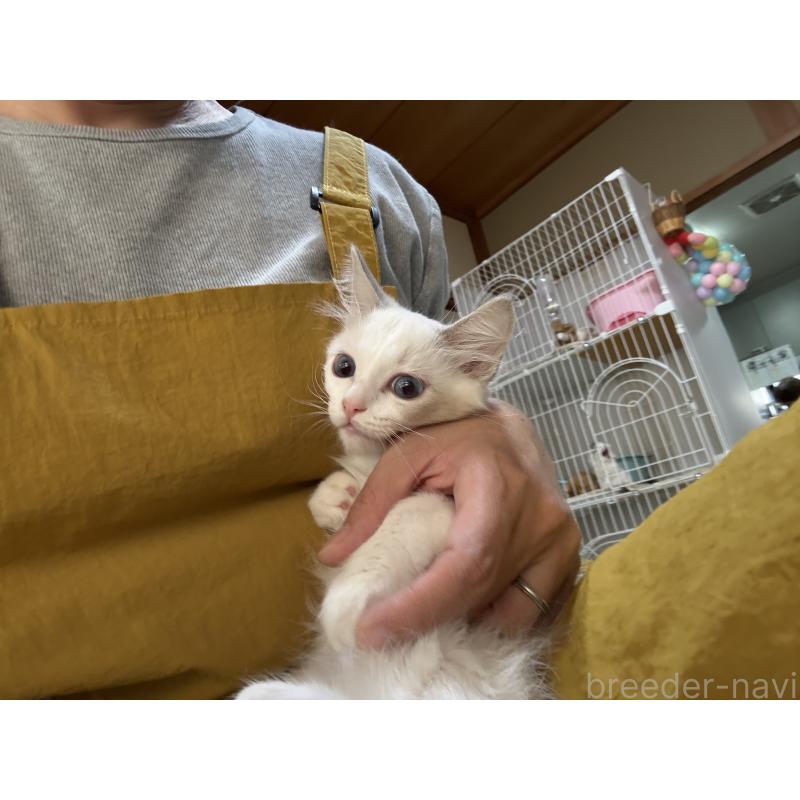 販売中の広島県のラグドール-130934の10枚目