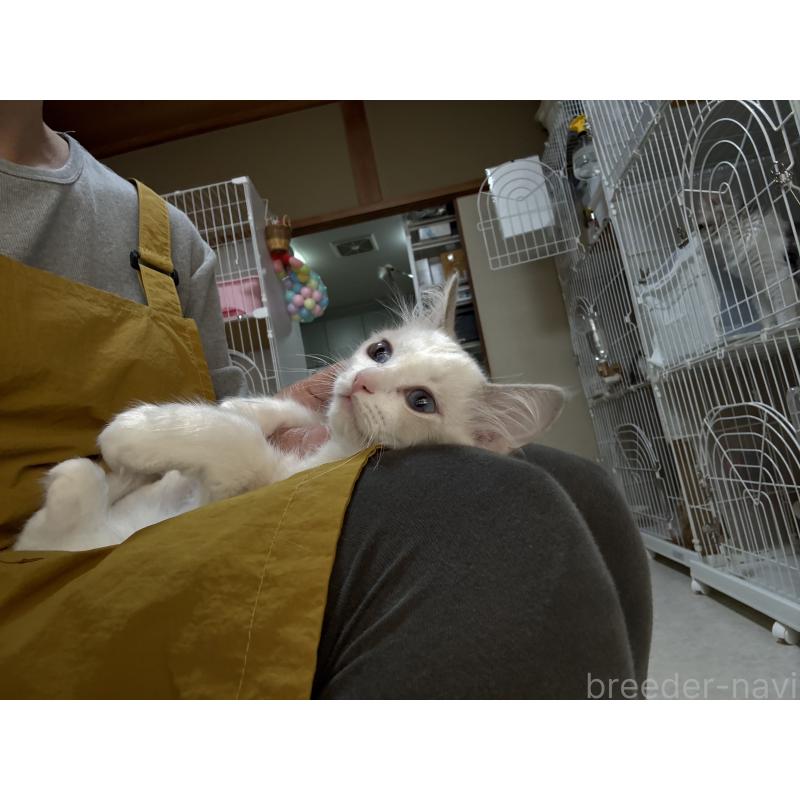 販売中の広島県のラグドール-130934の9枚目