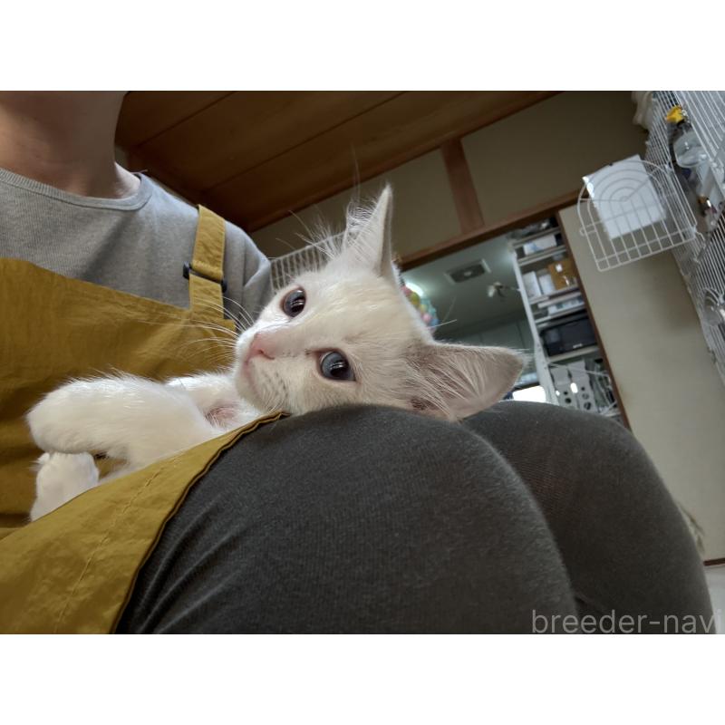 販売中の広島県のラグドール-130934の7枚目