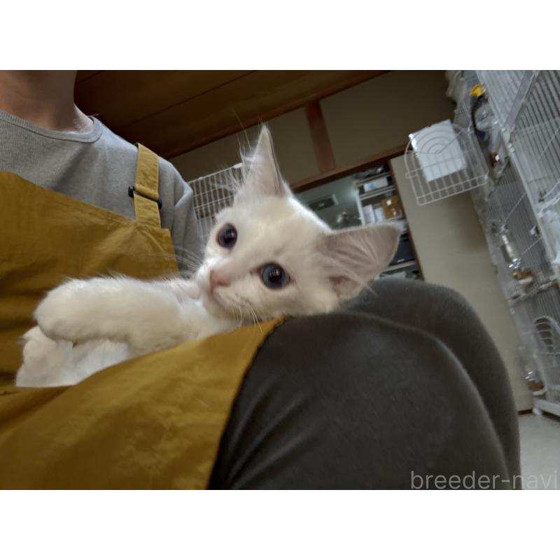 販売中の広島県のラグドール-130934の6枚目