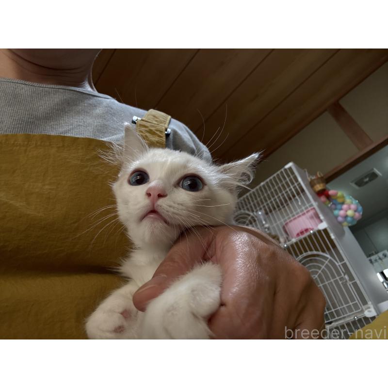 販売中の広島県のラグドール-130934の4枚目