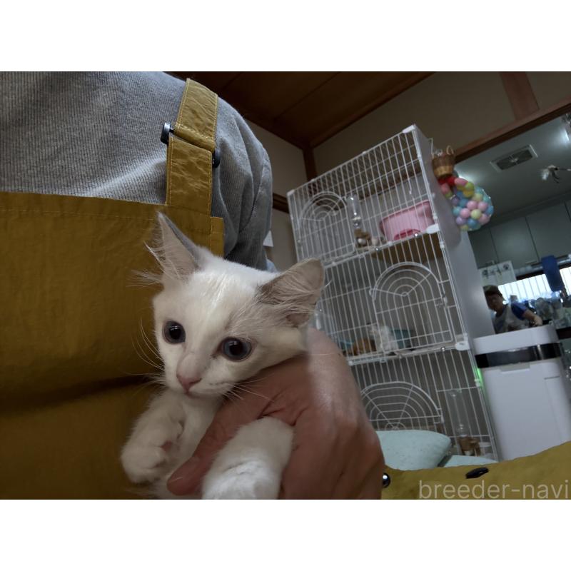 販売中の広島県のラグドール-130934の3枚目