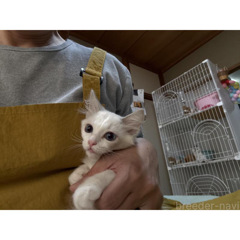 販売中の広島県のラグドール-130934の2枚目