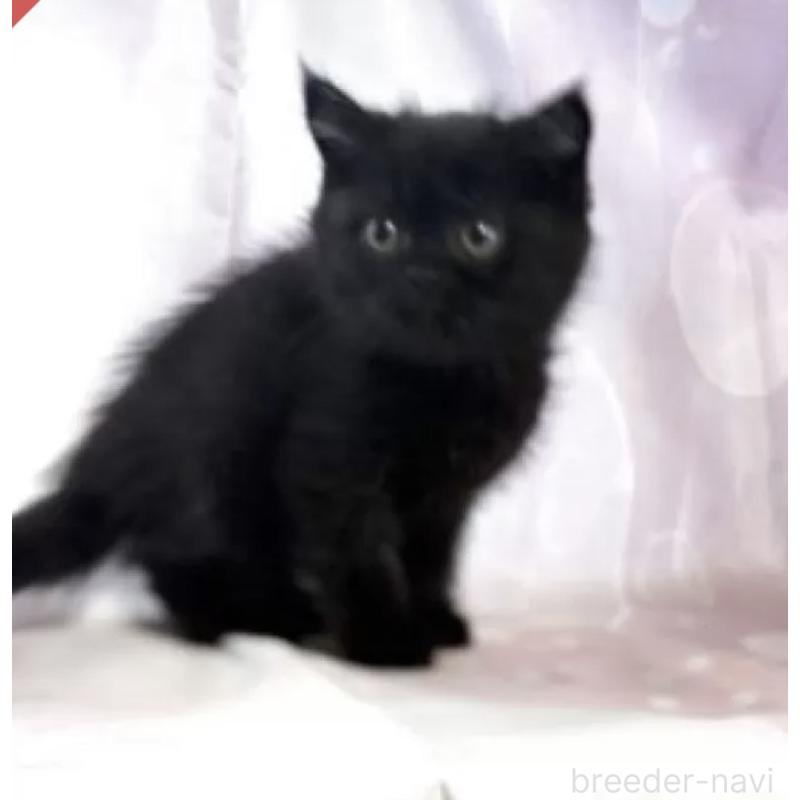 販売中の愛知県のエキゾチックショートヘア-130936の4枚目