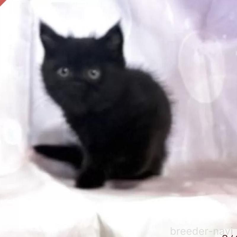 販売中の愛知県のエキゾチックショートヘア-130936の3枚目