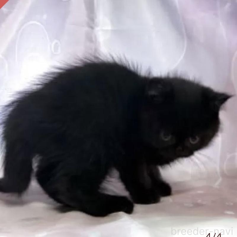 販売中の愛知県のエキゾチックショートヘア-130936の2枚目