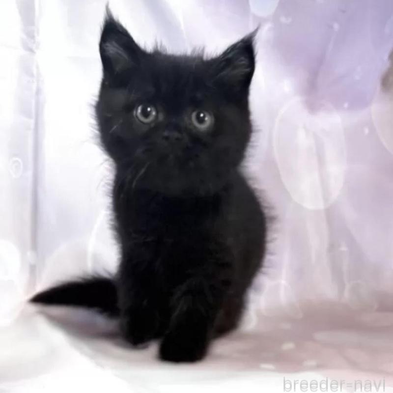 販売中の愛知県のエキゾチックショートヘア-130936